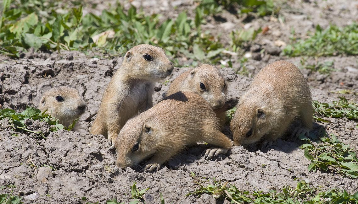 I Could Watch these Little Guys All Day!