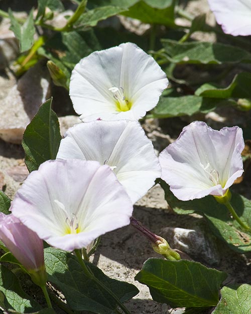 White Bindweed in Bloom