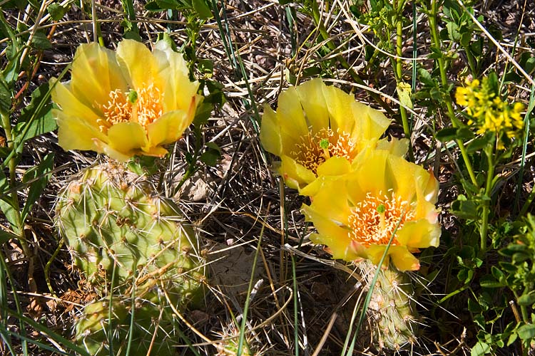 Yellow Prickly Pear