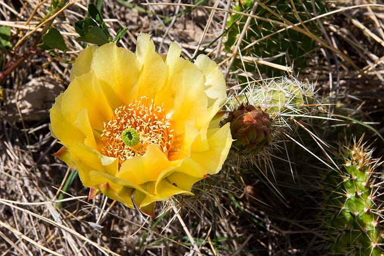 Another Cactus Flower