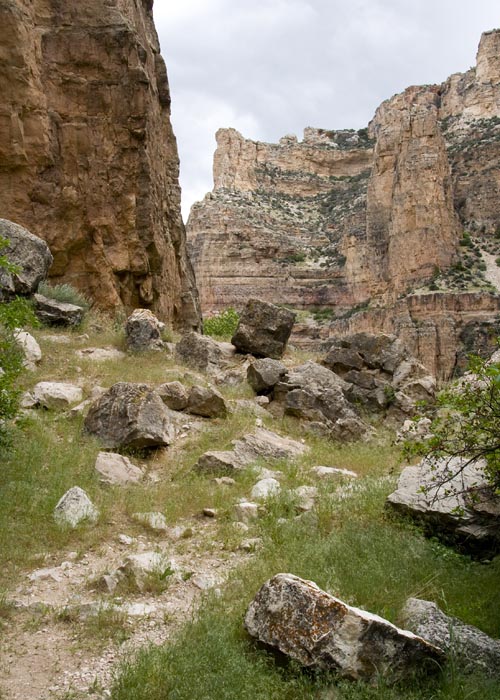 Looking Up the Trail