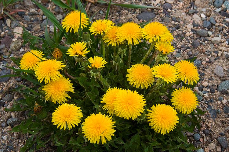 Dandelions