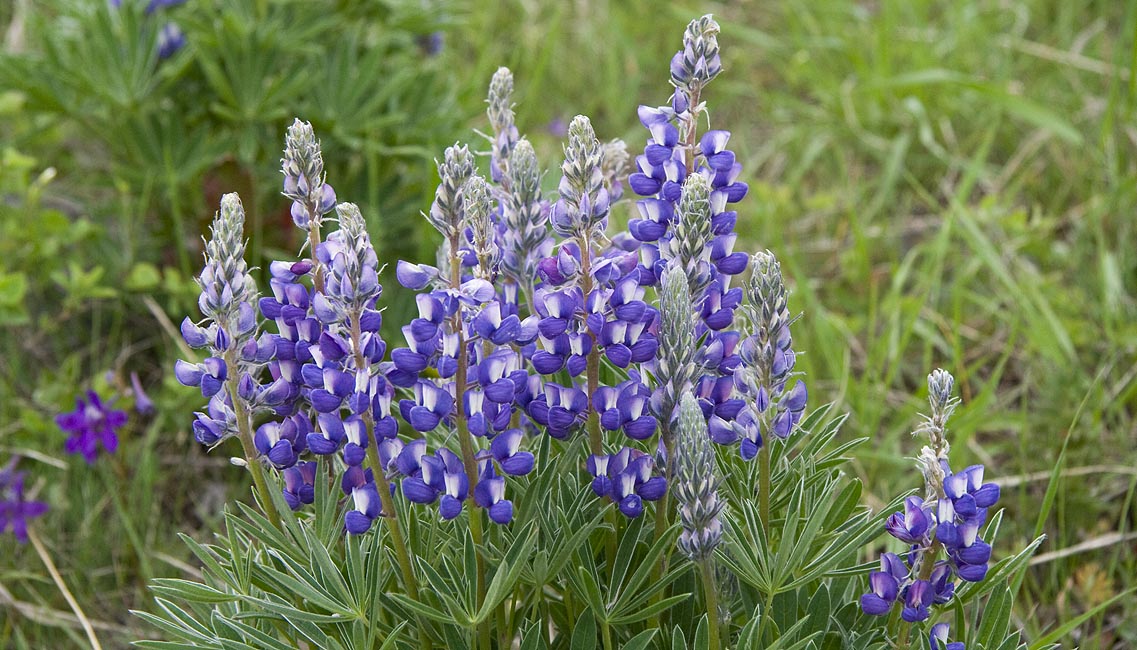 Lupins