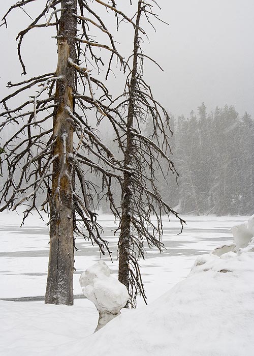 Dead Snow-Covered Trees