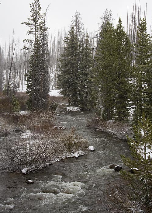 Snowy Stream