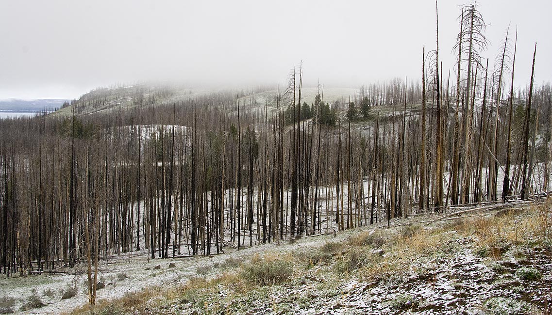 Burnt Forest Overlook