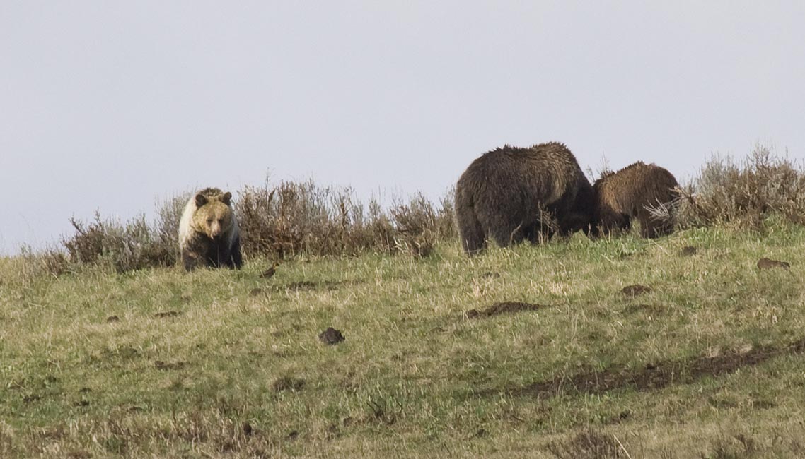 Grizzly with Cubs