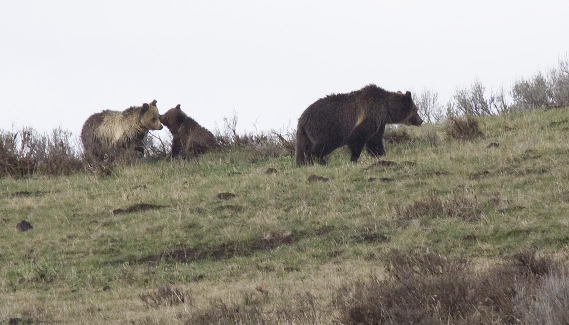 Mother with Twin Cubs