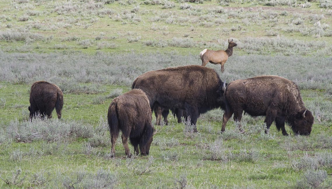 Bison and Elk