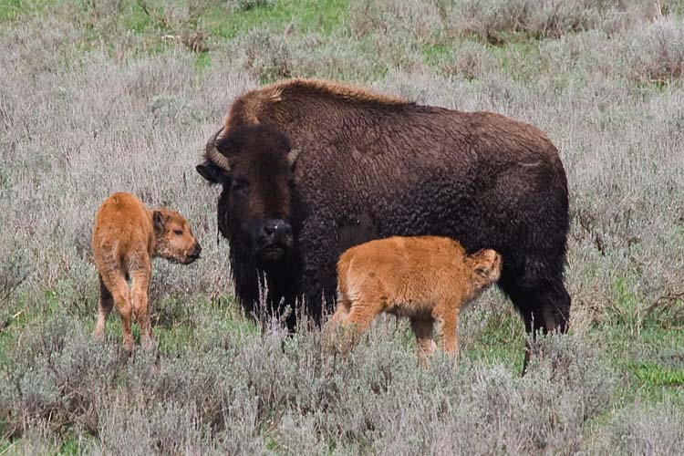 Twin Calves