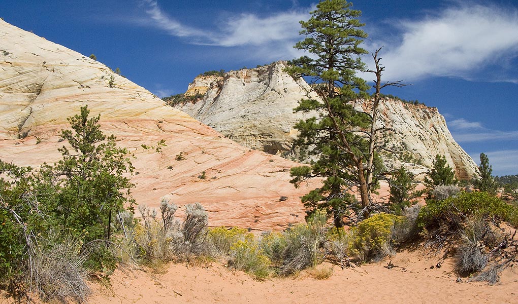 Pink Dunes, Trees and Mountains