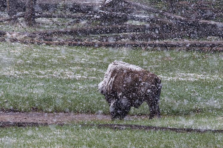 Bison in the Snow