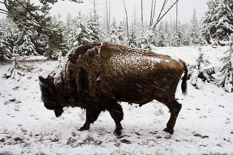 Another Bison in the Snow