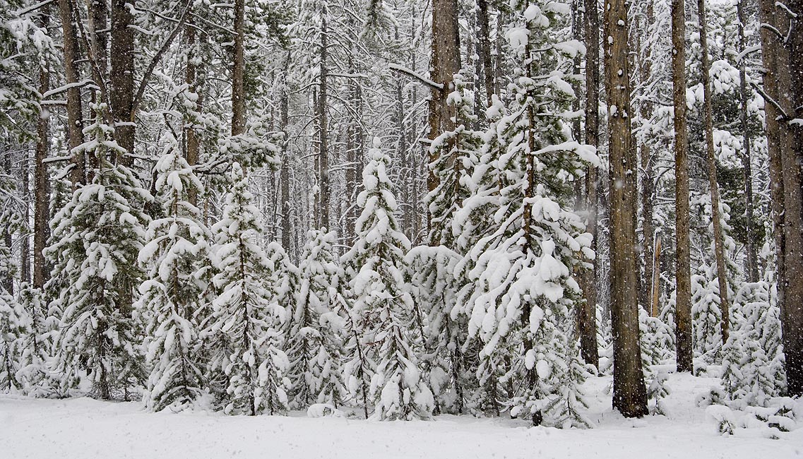 Snowy Woods