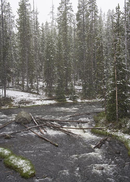 Forest Stream