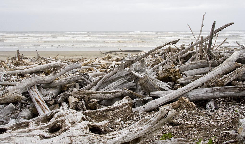 Driftwood, Coquille Point
