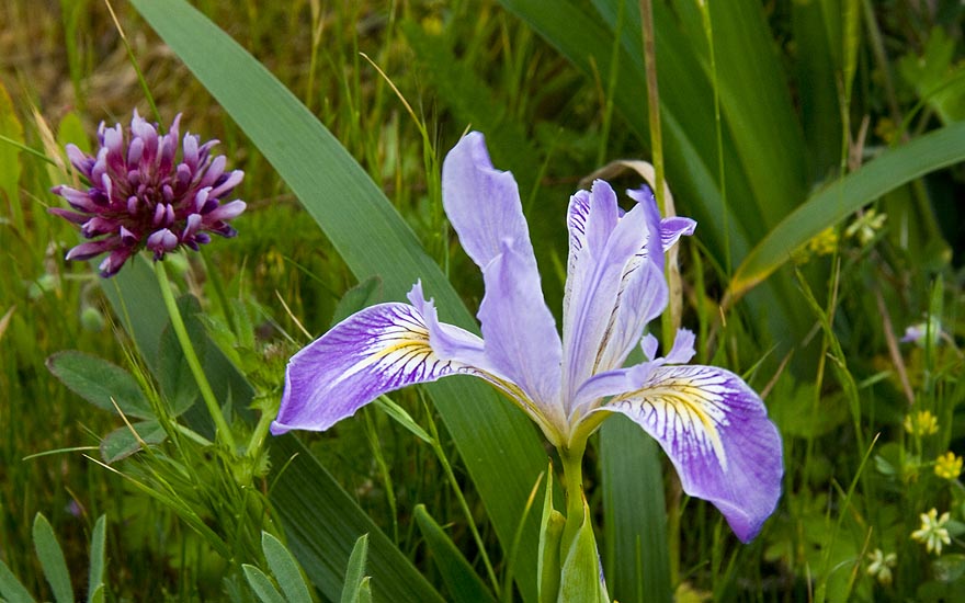 Blue Flag and Clover