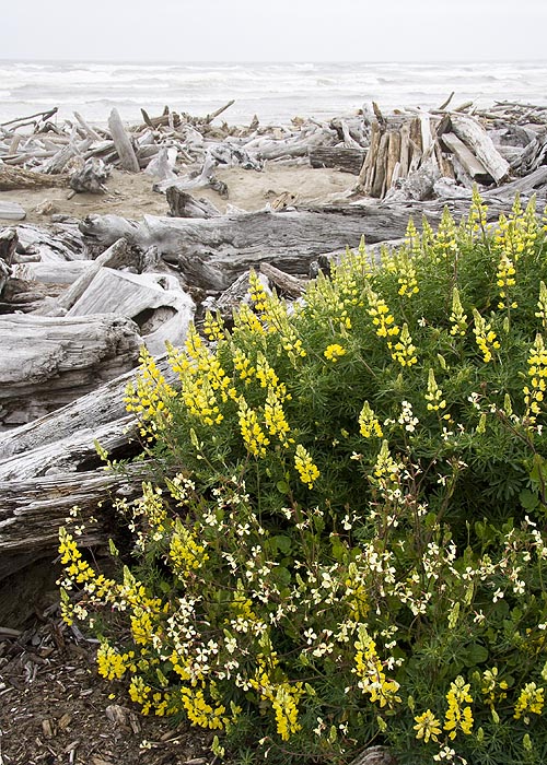 Yellow Lupins