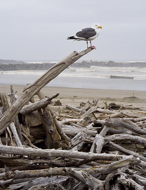 Curious Gull