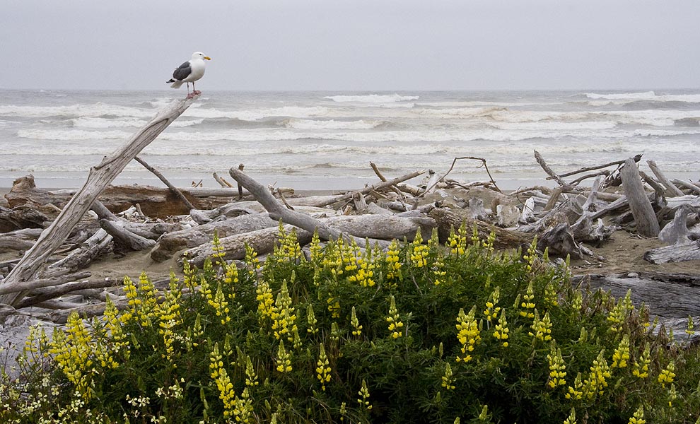 Seagull and Lupins