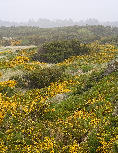 "Misty Moors"