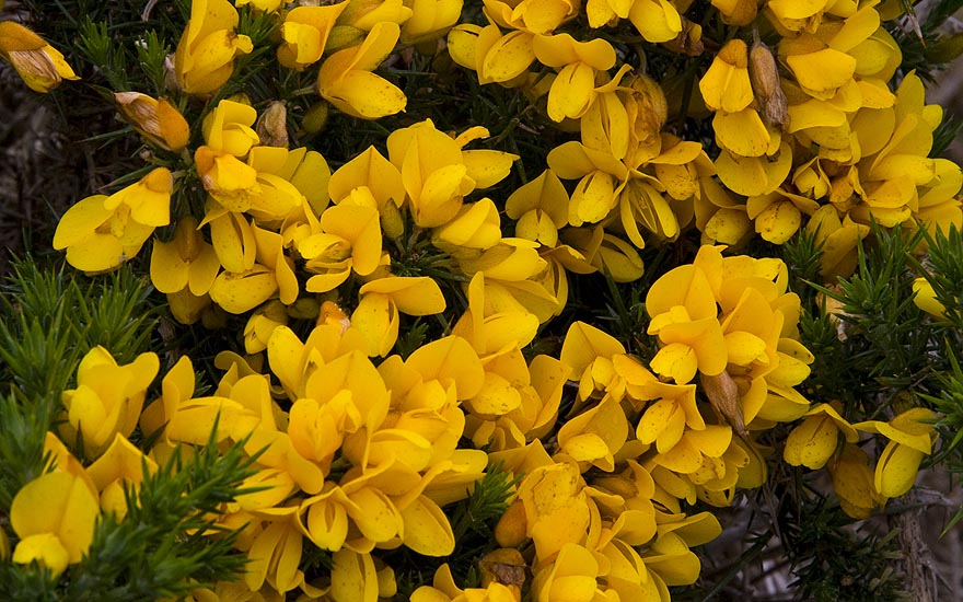 Scotch Broom