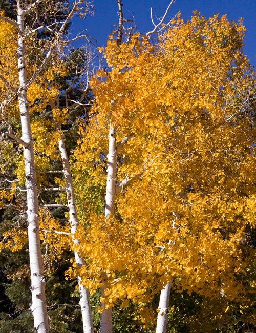 Yellow Birch Trees