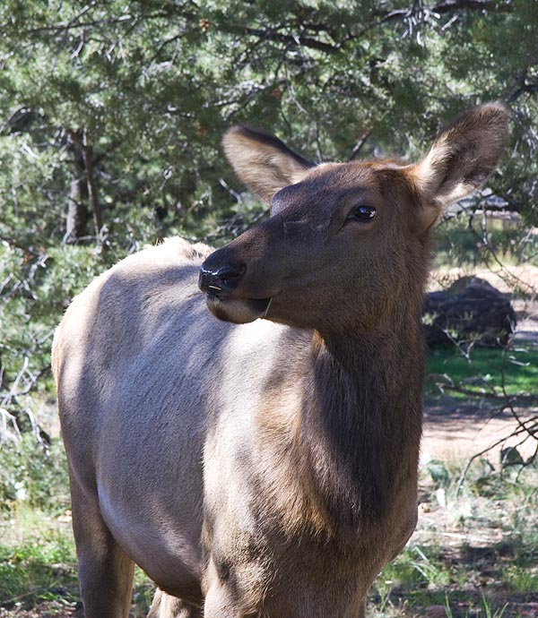 Curious Elk