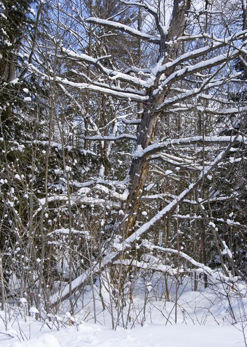 Snow on the Branches