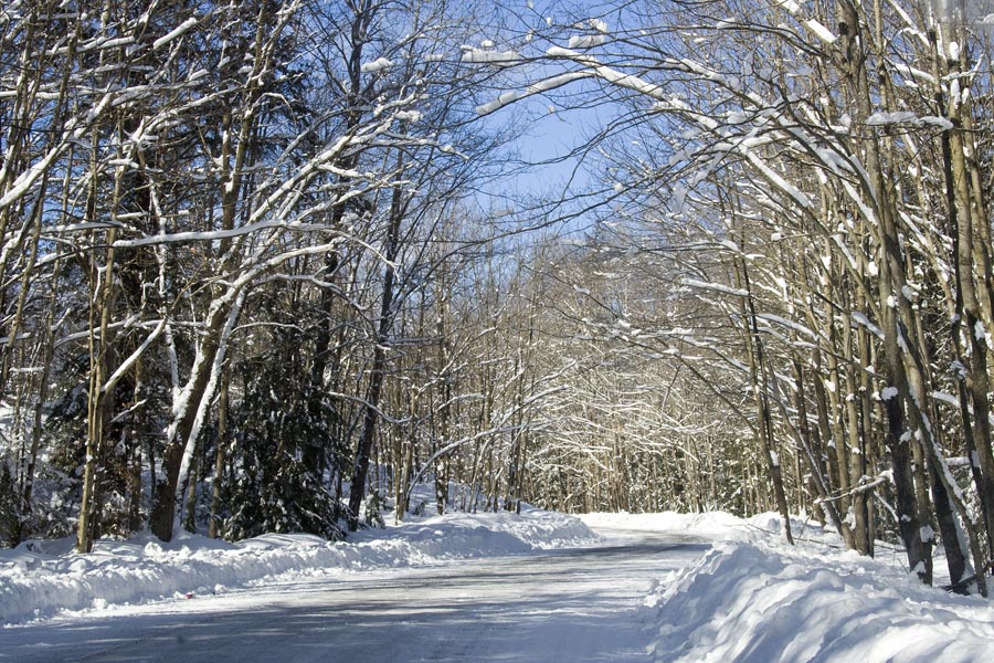 Driving Through the Snowy Woods