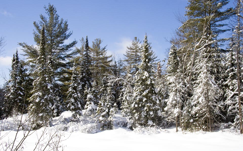 Snowy Forest