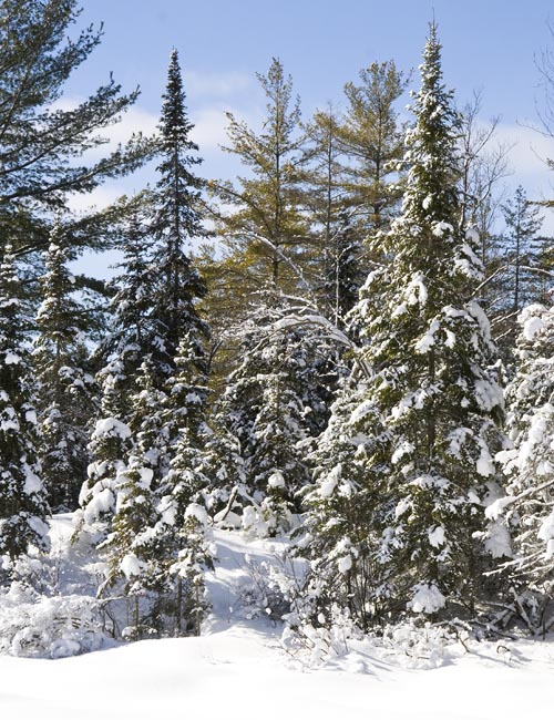Snow-Covered Evergreens
