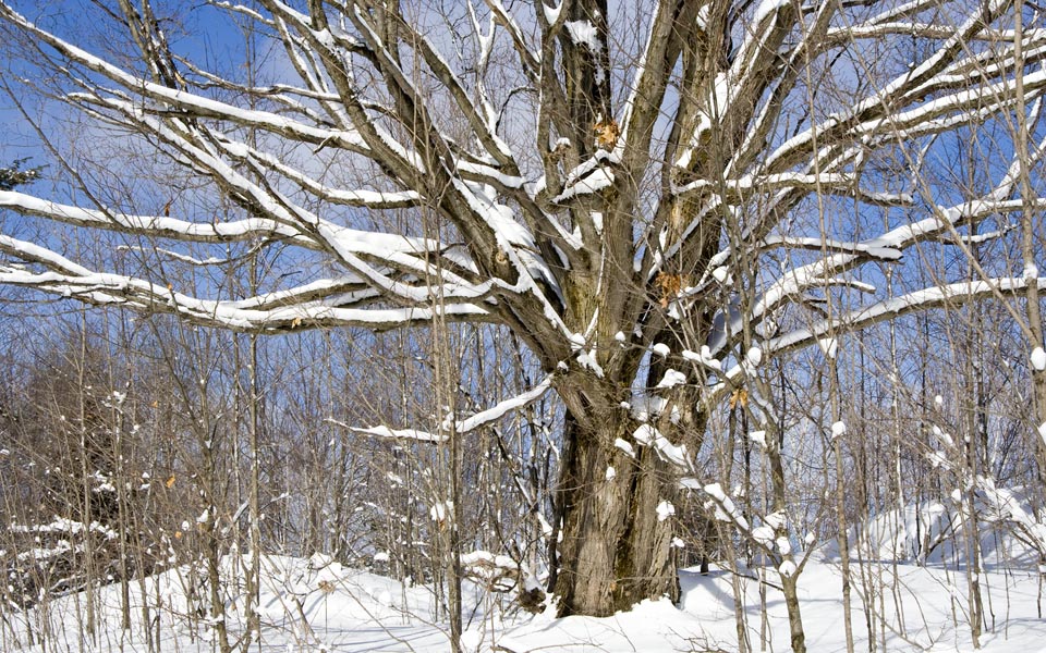 the Big Tree