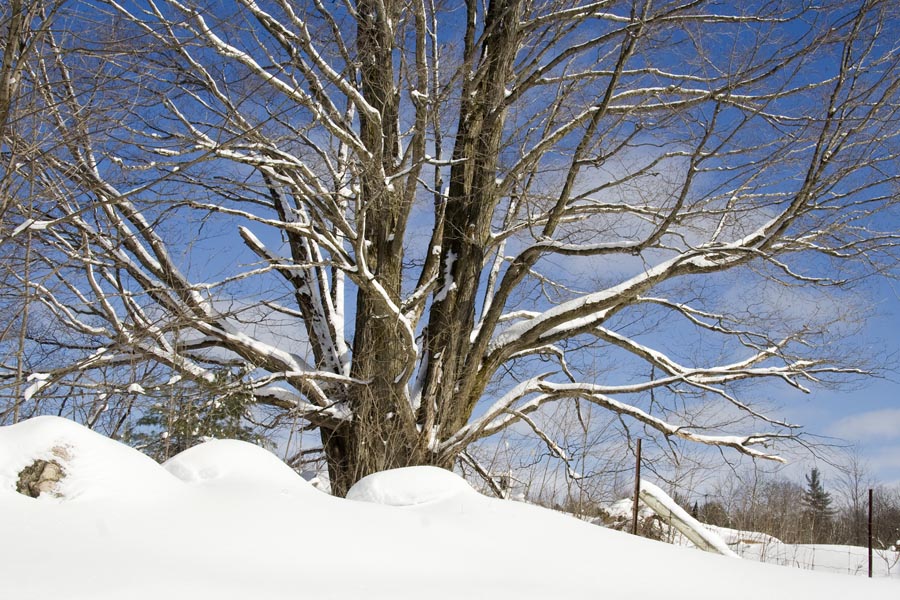 Another View of the Big Tree