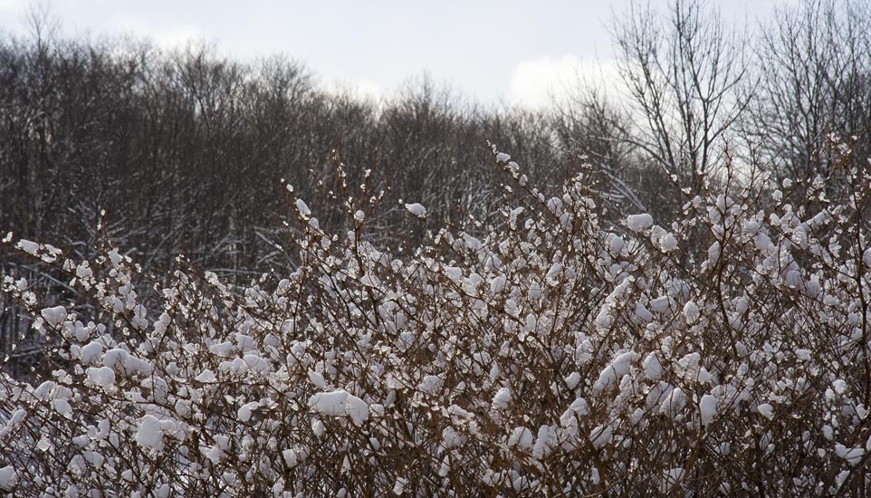 Sparkly Bushes