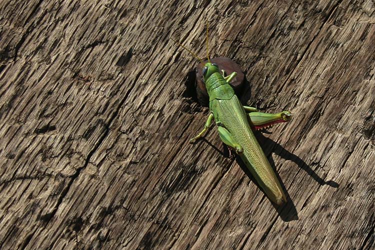 Giant Green Grasshoper