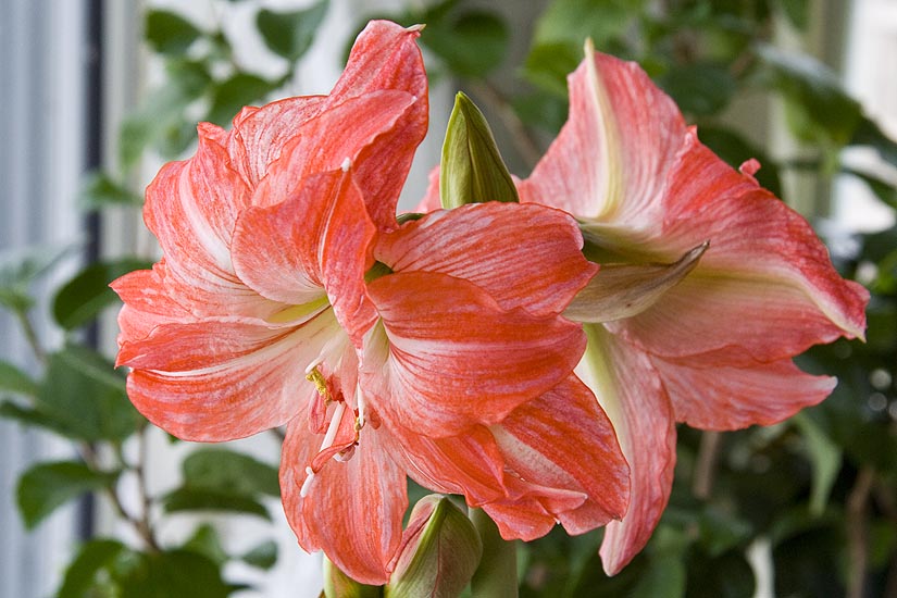 Double Amaryllis