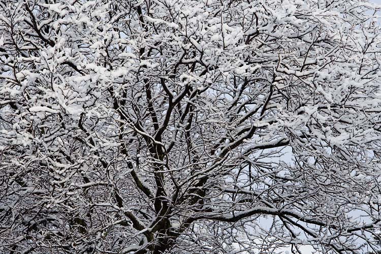 Snow-Covered Aspen Tree