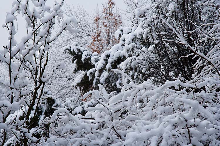 Snowy Backyard