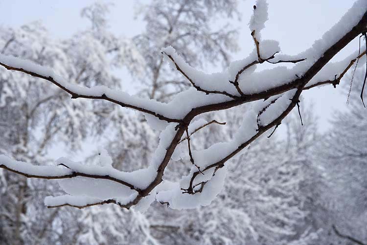 Snowy Branch
