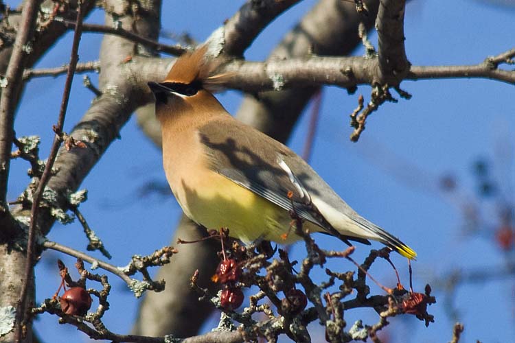 Cedar Waxwing in the Crabapple Tree