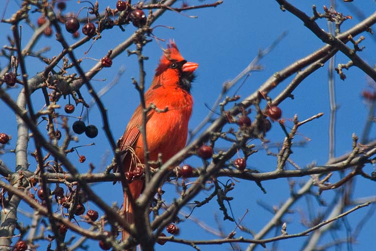 Cardinal in the Crabapple Tree
