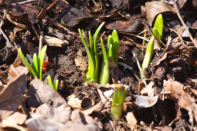 Daffodils Finally Peeking Through
