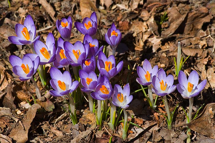 the Early Crocuses