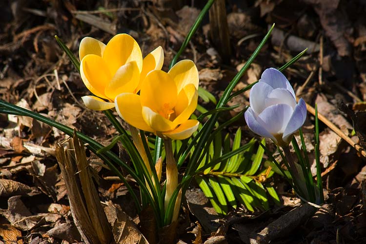 Yellow & Blue Crocuses