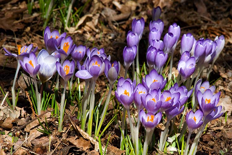 Purple Crocuses