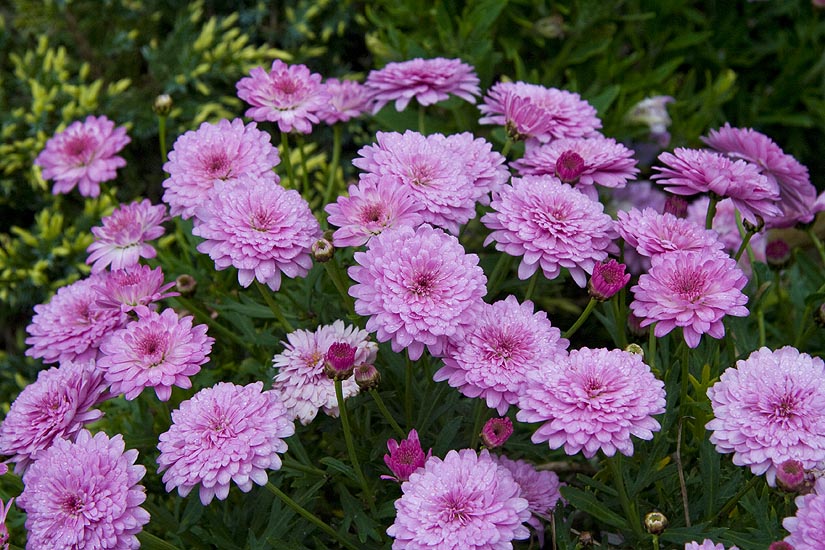 Purple Mums