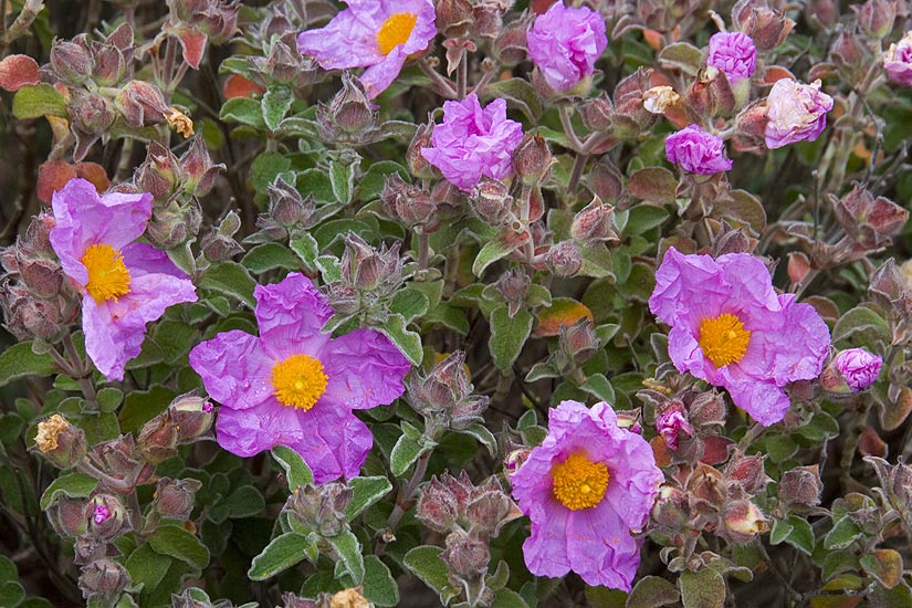 Purple Flowers