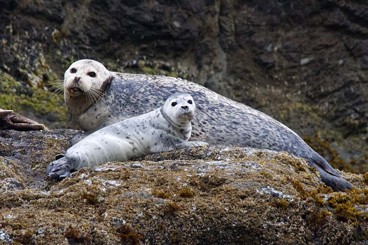 Mother and Pup Harbour Seals