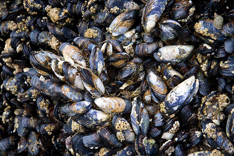 Mussels Covered with Barnacles